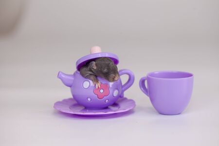 The concept of small size. A small newborn rat sits in a toy teapot. Decorative mouse close up.の写真素材