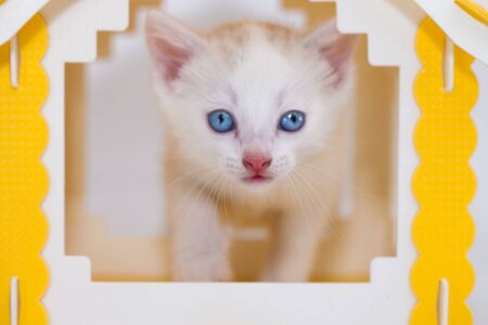 White cat sits in a small yellow house. Pets. Muzzle beautiful kitten close-up.の写真素材
