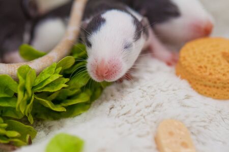 Newborn rat close-up. Mouse on a background of green branches. Decorative home rodents.の写真素材