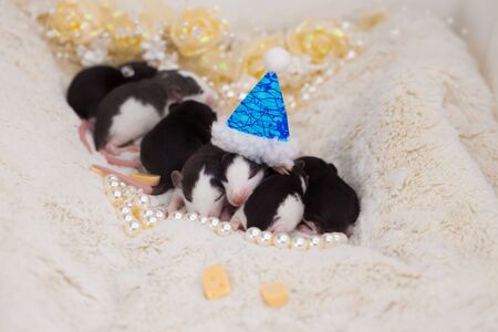 New Year's mice. Newborn rats on the background of Christmas toys. Holiday rodents.の写真素材