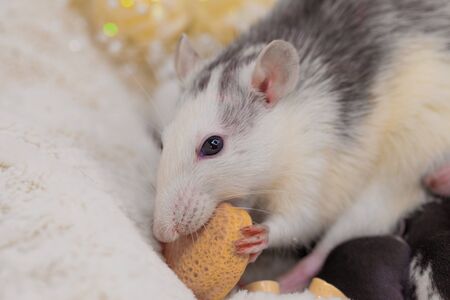 The rat eats a piece of cheese. Muzzle of a decorative mouse close-up. Domestic rodents.の写真素材