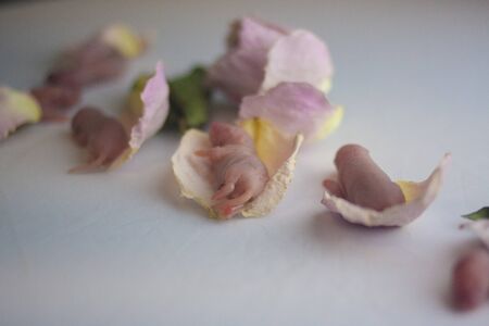 Rats are small. Family of rats in rose petals. Little inhabitants of flowering. Newborn on whiteの写真素材
