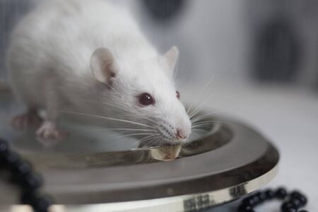 White rat on a round clock face. The mouse sniffs at the territoryの写真素材