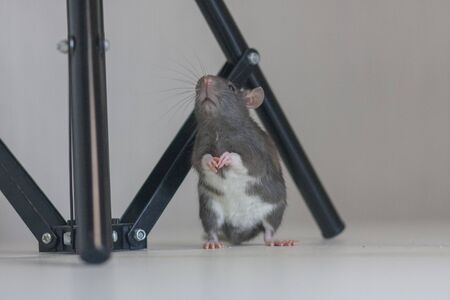 Rat fluffy symbol of 2020 Chinese year on the table looks upの写真素材