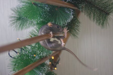 The gray rat falls down. The mouse is a symbol of the Chinese Asian New Year. Gray rat on a xmas tree. Pink ears and noseの写真素材