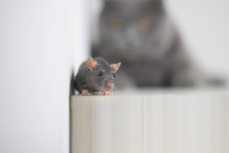 The gray rat and the cat is looking at the back of the head. The mouse is a symbol of the Chinese Asian New Year. Gray rat and dangerの写真素材