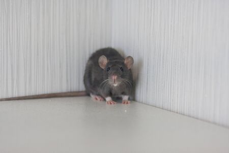 The gray rat eats. Cornered. Trap. no where to retreat