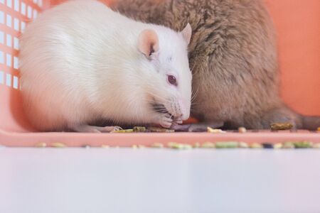 The white rat washes its face, a symbol of the new year, the Chinese calendar, among the boxes of...