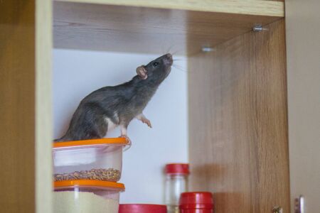 The gray rat holds his nose in the wind. smells of delicious food. unsanitary conditions. on the orange lid of the foodの写真素材