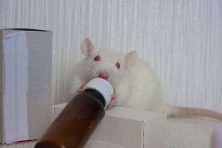 White rat and glass bottle with medicine. Laboratory experiments Symbol 2020. Chinese New Yearの写真素材