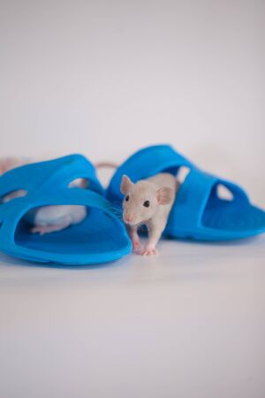out of place concept. error in shoe size. too largeの写真素材