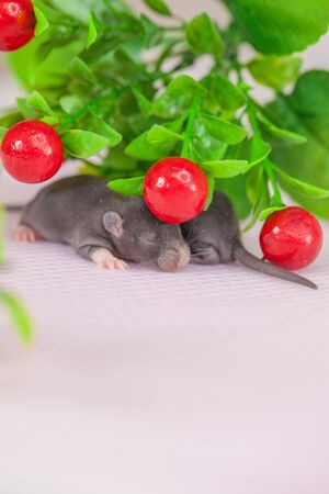 rats are small and red berries. mouse in the vegetation. nestの写真素材
