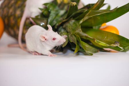 Rats and pineapple with orange. Vitamin Pets Nutrition Proper Dietの写真素材