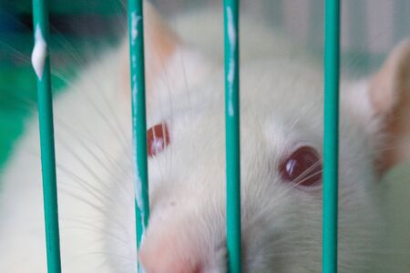 The rat looks with red eyes through the bars of the cage. prison conceptの写真素材