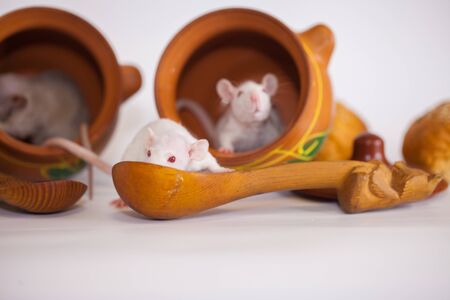 Rats and pot for cooking. rodents and pestsの写真素材