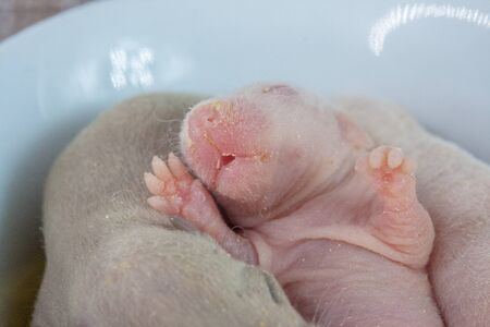 Baby rats, cute rats are the symbol of 2020 of the Chinese calendar. asian new yearの写真素材