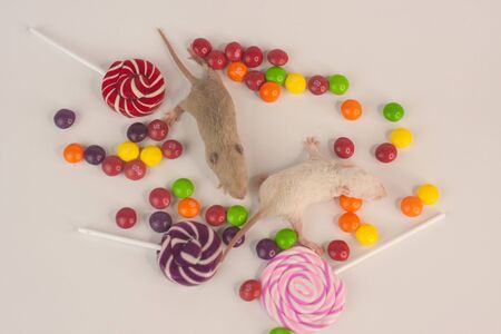 Baby rats are small fluffy and cute among bright, mouth-watering and colored sweet sweets. 2020 Chinese calendar. Asian New Year.の写真素材
