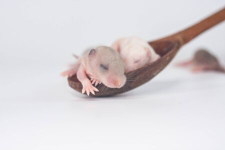 small rats in a wooden spoon. Symbol of 2020. Chinese New Yearの写真素材
