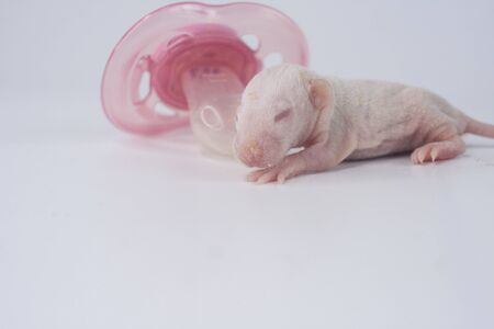 germ Rat baby without hair, newborn mouse with pink dummy latex pacifier. 2020 Chinese calendar. Asian New Year.の写真素材