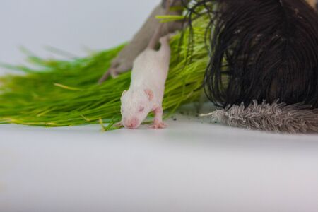 White rat on green grass on a white backgroundの写真素材