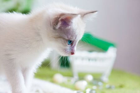 white cat and baby cradle. soft fluffy kitten and sleepの写真素材