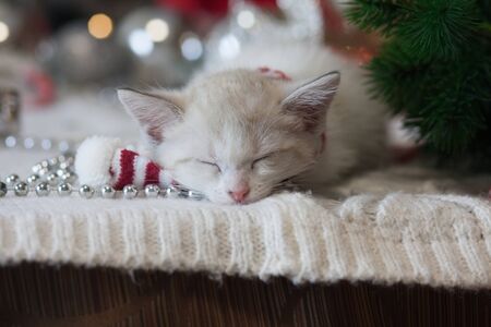 Kitty little kitten sleeps in a New Year's scarf. New Year's Eve Dreamの写真素材