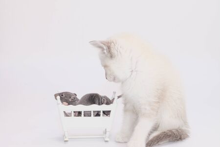 Gray baby rat on a white background next to a cat. symbol of 2020. Chinese calendar. Asian horoscopeの写真素材