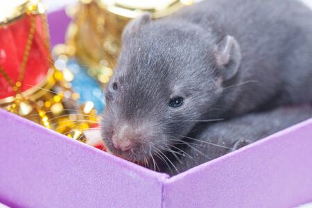 The rat is small, the baby is very cute and a beautiful gray mouse. in a gift box. The symbol of 2020 year of the rat, Chinese New Yearの写真素材
