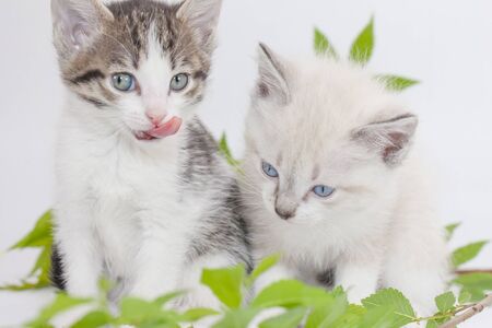Little kitten walks on a white table among greeneryの写真素材