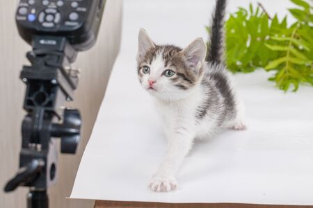 The kitten is small and flash. Kitty Fashion Modelの写真素材