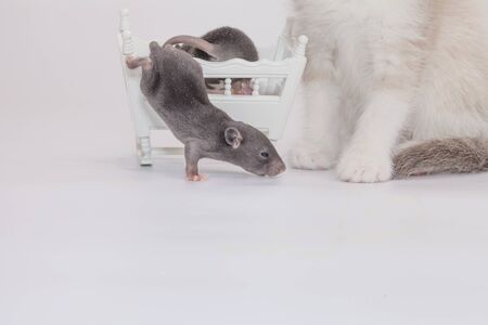 Gray baby rat on a white background next to a cat. symbol of 2020. Chinese calendar. Asian horoscopeの写真素材