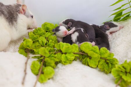 Cubs are black and white. on a white plate with cheese. symbol of 2020, chinese new yearの写真素材