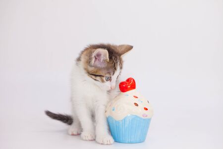 Cute kitten and a big sweet cake with a delicious red heartの写真素材