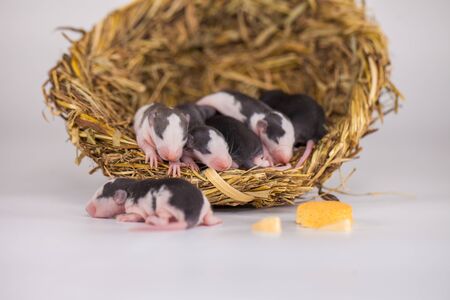 Rats and cheese. family in mink made of grass with a slice of yellow cheese. 2020 symbol of the Chinese calendar