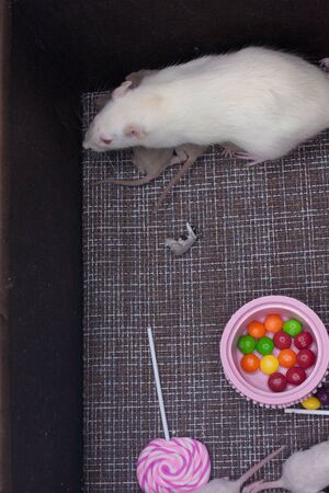 Rats on a brown background with sweets and cakes. 2020 symbol of the Chinese calendar. White laboratory rat with childrenの写真素材