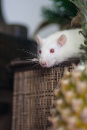 White rat with pineapple. Small pet and vitamins. gourmet.の写真素材