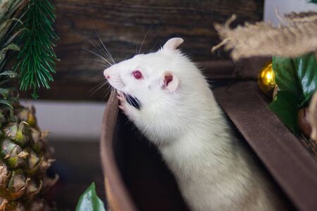 White rat with a box. Pandora's box concept. Mystery and danger in one boxの写真素材