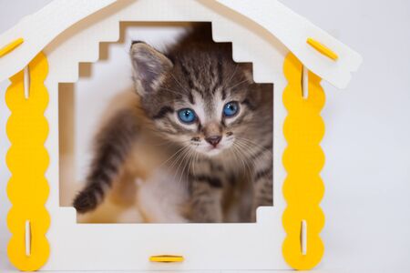 cute kitten on a white backgroundの写真素材