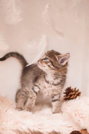 dark kitten on a light background. beautiful and tender kitty, relaxの写真素材