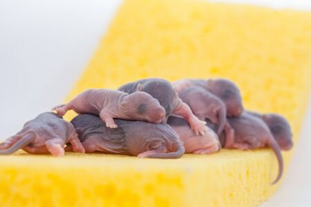 Rats are children newborns. Cute and beautiful baby rats on a yellow layer of cheese. Mice and cheeseの写真素材