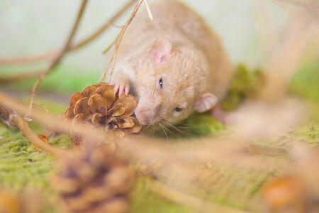 The rat is white with a nut. Proper nutrition. rodentsの写真素材