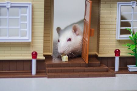 Rat in the house. Home for the pet. Mortgage concept. Doll houseの写真素材