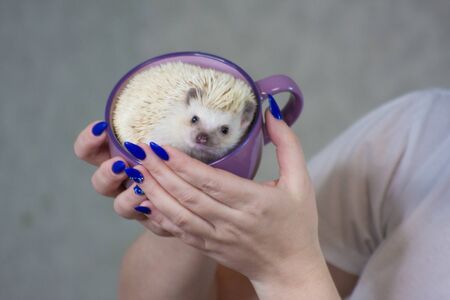 Fortune telling on coffee grounds concept. Attractive girl with an African pygmy hedgehog.の写真素材