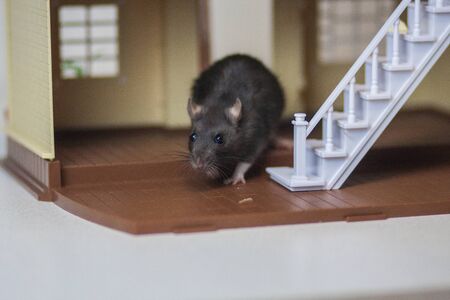 Rat in the house. Home for the pet. Mortgage concept. Doll houseRat in the house. Home for the pet. Mortgage concept. Doll houseの写真素材