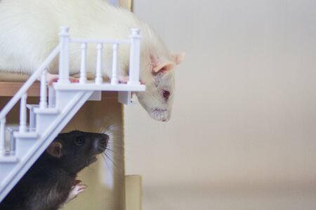 Rat in the house. Home for the pet. Mortgage concept. Doll house