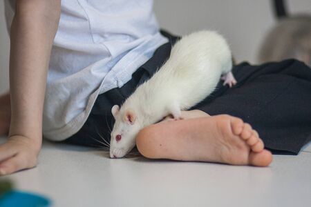 Tickling concept. Tickle your foot. child and white rat at the heel of a childの写真素材