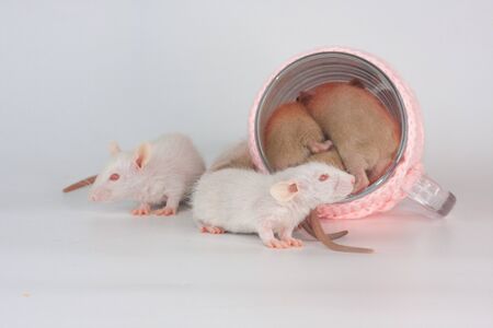 Rats on a food table with a transparent mug in bright clothes. Nutrition and Dietの写真素材