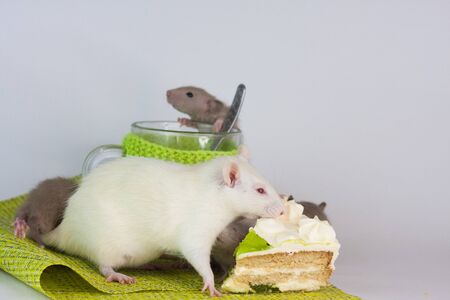 Rats on a food table with a transparent mug in bright clothes. Nutrition and Dietの写真素材