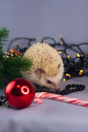 African dwarf hedgehog for the new year. Cute hedgehogの写真素材