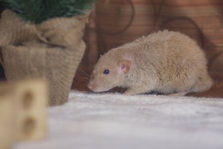 Big fluffy mouse on a white backgroundの写真素材